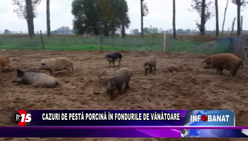 Cazuri de pestă porcină în fondurile de vânătoare