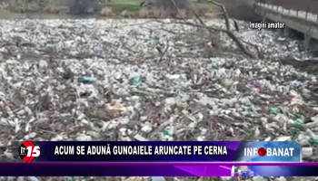 Acum se adună gunoaiele aruncate pe Cerna