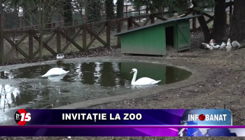 Invitație la Zoo