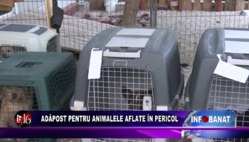 Adăpost pentru animalele aflate în pericol