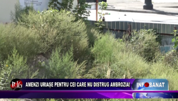 Amenzi uriașe pentru cei care nu distrug ambrozia!