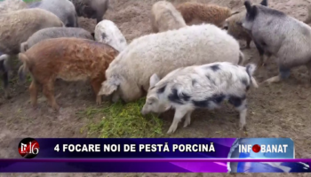 4 focare noi de pestă porcină