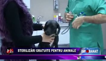 Sterilizări gratuite pentru animale