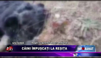 Câini împușcați la Reșița