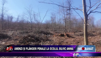 Amenzi și plângeri penale la Ocolul Silvic Anina