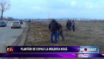 Plantări de copaci la Moldova Nouă