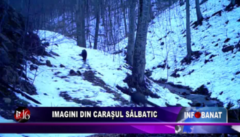 Imagini din Carașul sălbatic