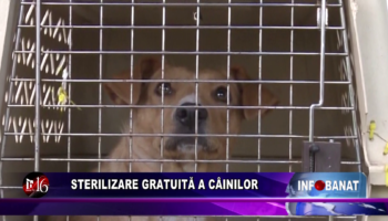 Sterilizare gratuită a câinilor