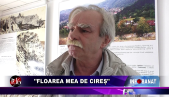 „Floarea mea de cireș”