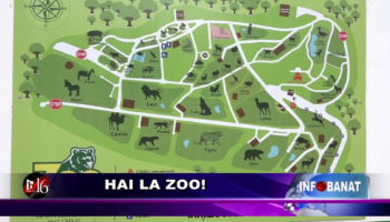 Hai la Zoo!