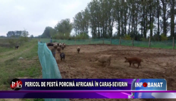 Pericol de pestă porcină africană în Caraș-Severin