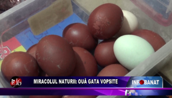 Miracolul naturii: ouă gata vopsite