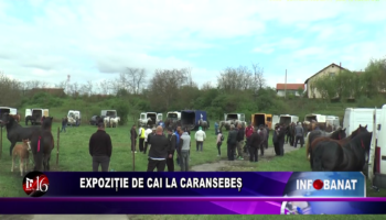 Expoziție de cai la Caransebeș