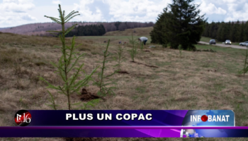 PLUS un copac