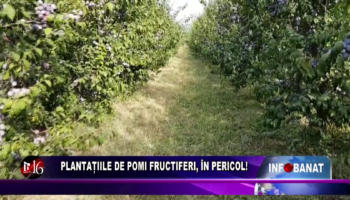 Plantațiile de pomi fructiferi, în pericol!