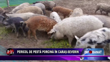 Pericol de pestă porcină