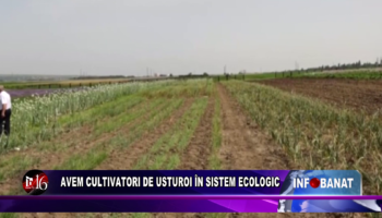 Avem cultivatori de usturoi în sistem ecologic