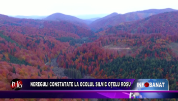 Nereguli constatate la Ocolul Silvic Oțelu Roșu