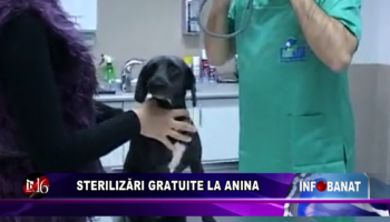 Sterilizări gratuite la Anina