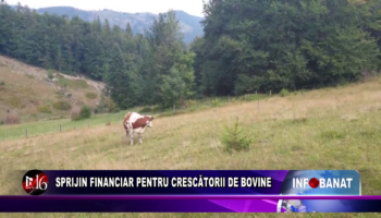 Sprijin financiar pentru crescătorii de bovine