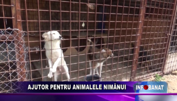 AJUTOR PENTRU ANIMALELE NIMĂNUI