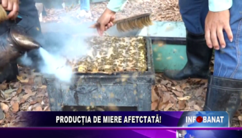 PRODUCȚIA DE MIERE AFETCTATĂ