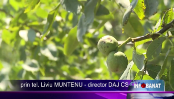 NUCUL NU POATE FI TĂIAT!
