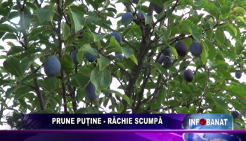 PRUNE PUȚINE – RĂCHIE SCUMPĂ