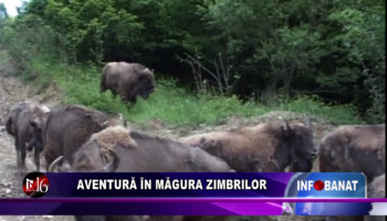 Aventură în Măgura Zimbrilor