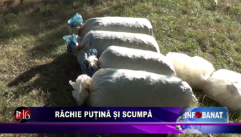Răchie puțină și scumpă