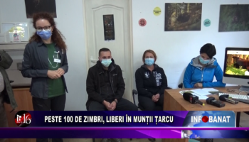 Peste 100 de zimbri, liberi în Munții Țarcu