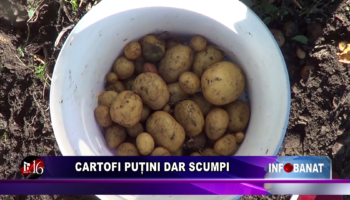 Cartofi puțini dar scumpi