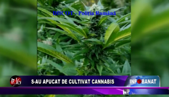 S-au apucat de cultivat cannabis