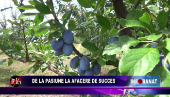 De la pasiune la afacere de succes
