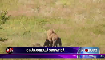 O hârjoneală simpatică