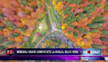 Nereguli grave constatate la Ocolul Silvic Nera