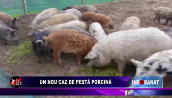 Un nou caz de pestă porcină