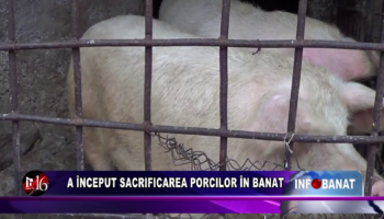 A început sacrificarea porcilor în Banat