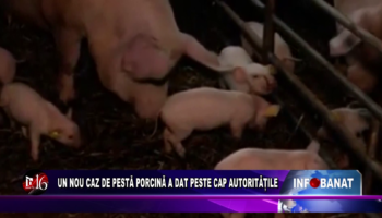 UN NOU CAZ DE PESTĂ PORCINĂ A DAT PESTE CAP AUTORITĂȚILE