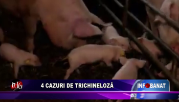 4 cazuri de trichineloză