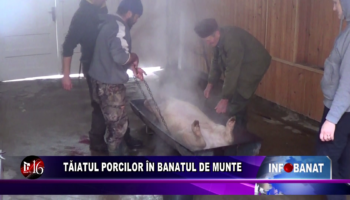 Tăiatul porcilor în Banatul de munte