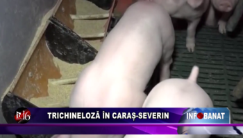 Trichineloză în Caraș-Severin