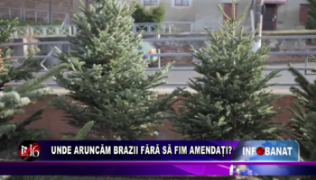 Unde aruncăm brazii fără să fim amendați?