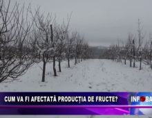 Cum va fi afectată producția de fructe?