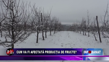 Cum va fi afectată producția de fructe?