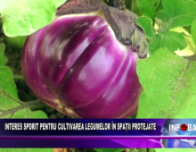 Interes sporit pentru cultivarea legumelor în spații protejate