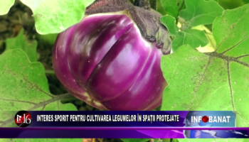 Interes sporit pentru cultivarea legumelor în spații protejate