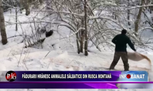 Pădurarii hrănesc animalele sălbatice din Rusca Montană