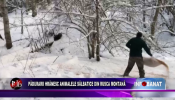 Pădurarii hrănesc animalele sălbatice din Rusca Montană