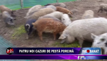 Patru noi cazuri de pestă porcină